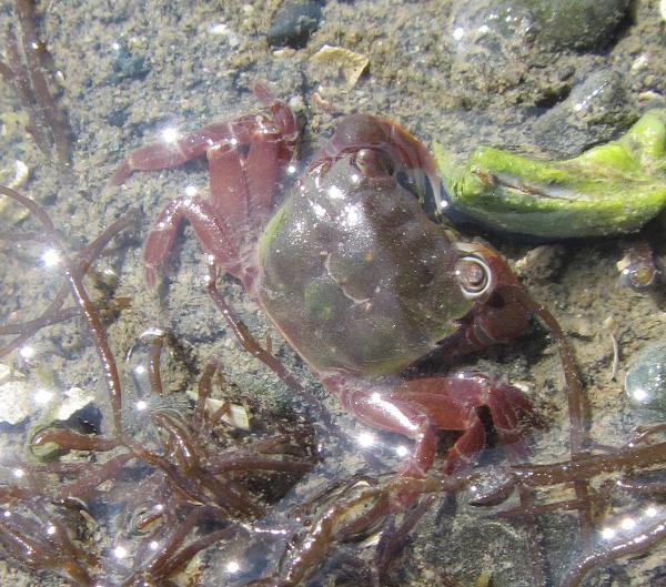 Photo of Hemigrapsus oregonensis by <a href="http://morrisoncreek.org/">Kathryn Clouston</a>